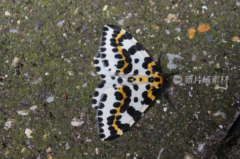 喜鹊蛾图像，黑色，白色和黄色斑点，(Abraxas grossulariata)